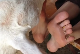 山羊舔脚心被痒的嗷嗷直叫唤这么嫩的脚丫子被山羊温柔的不停舔脚心完全受不了